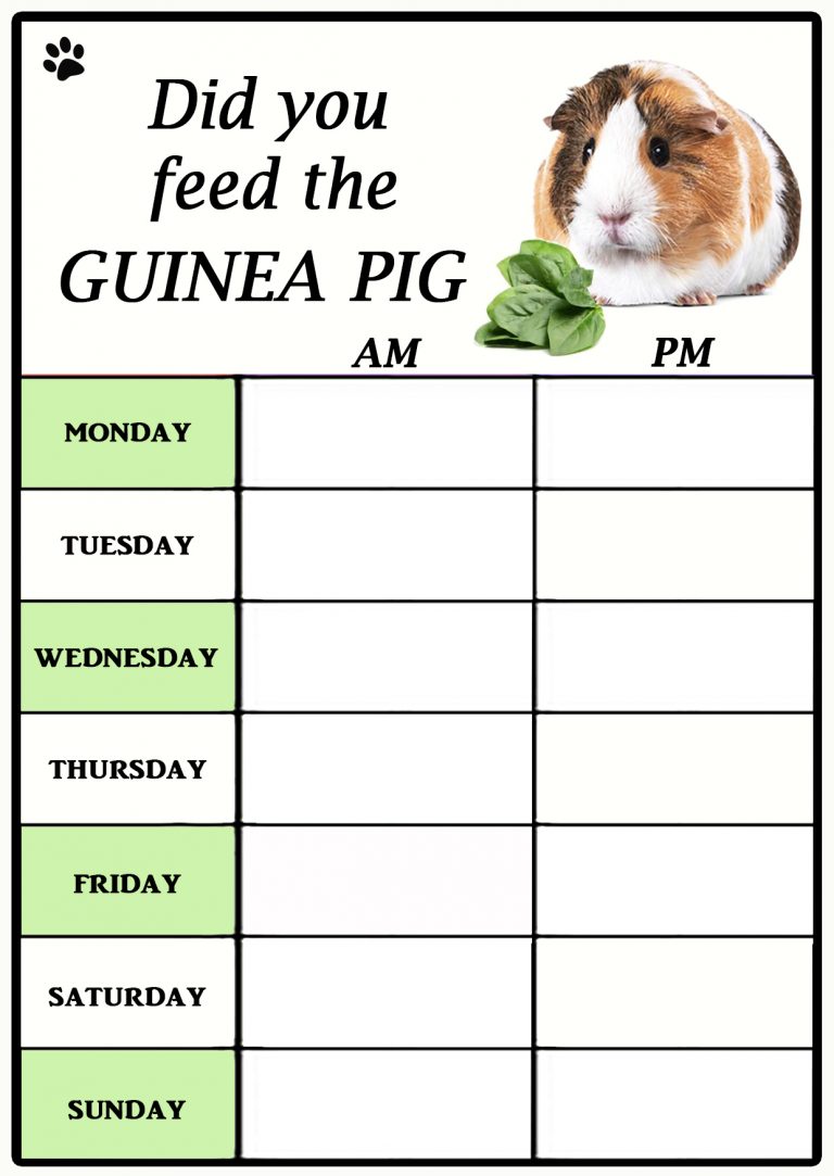 Guinea Pig Feeding Chart ‘Did You feed the Guinea Pig’ Unique Dry Wipe