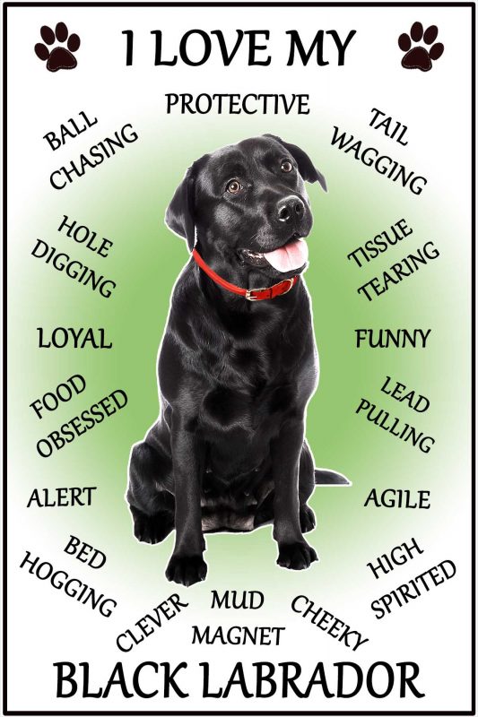 Labrador (Black) Lab Dog Gift – Large ‘I Love My Dog’ Magnet 6″ x 4 ...