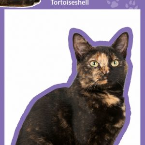 Calico / Tortoiseshell Cat
