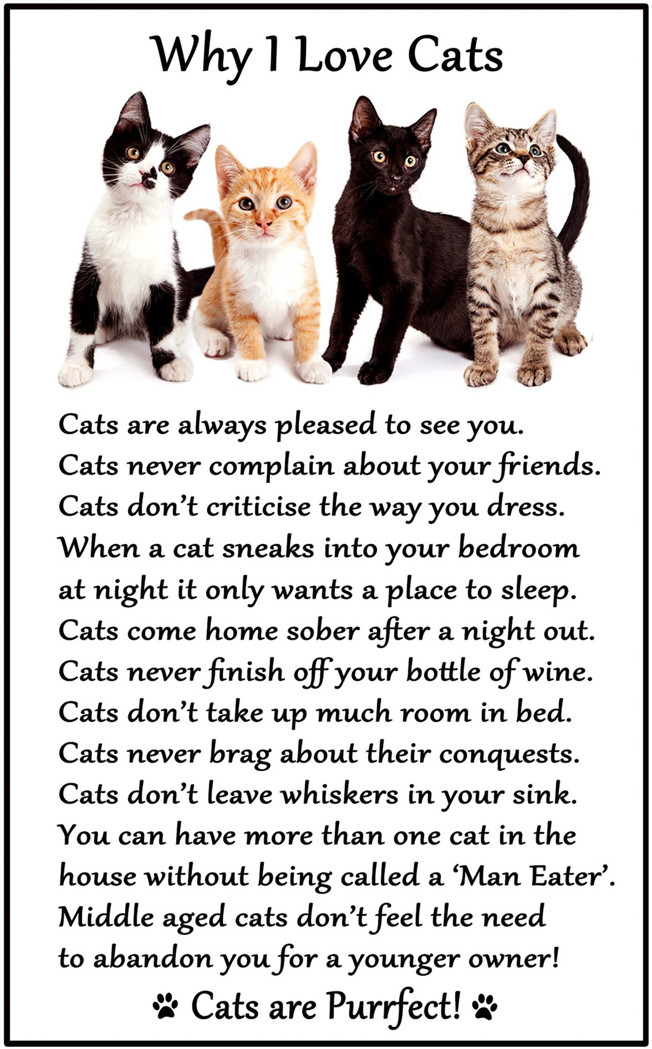 why i love cats essay