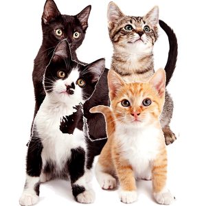 All CAT Gift Ideas
